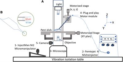 Generation of Infectious Mimivirus Virions Through Inoculation of Viral DNA Within Acanthamoeba castellanii Shows Involvement of Five Proteins, Essentially Uncharacterized